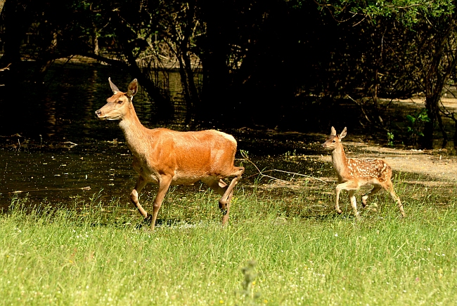 PASSIONE PER IL CERVO